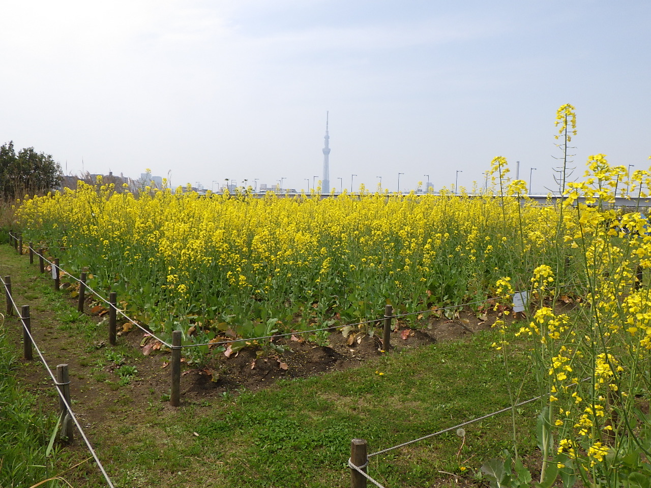 葛飾あらかわ水辺公園 堀切水辺公園 東洋グリーン産業株式会社 葛飾あらかわ水辺公園 堀切水辺公園 東洋グリーン産業株式会社